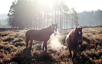 Animals, Trees, Grass, Horses, Fog, Field HD wallpaper