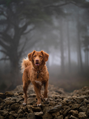 Animals, Stones, Dog, Sight, Opinion, Retriever, Golden Retriever HD phone wallpaper