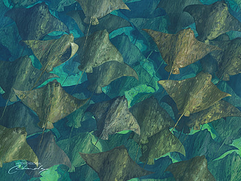 Stingrays, summer, stingray, fantasy, art, pisici de mare, water, artem chebokha, vara, view from the top HD wallpaper