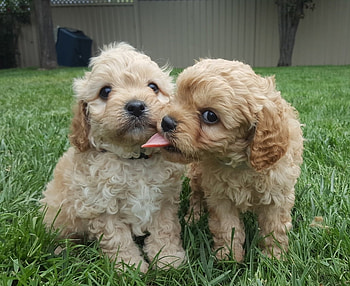 Cavoodle puppies need homes, Cavoodle, Cavoodle puppies, Cavapoo puppies, Cavapoo HD wallpaper