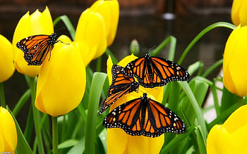 Plants, Butterflies, Flowers HD wallpaper