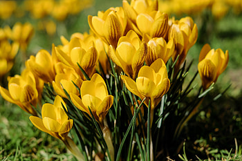 Flowers, Snowdrops, Spring HD wallpaper