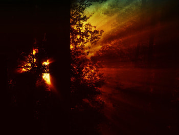 Rays, nature, sun, forest HD wallpaper