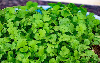 Health benefits, Cilantro and coriander, Ayurvedic remedies, John Douillard HD wallpaper