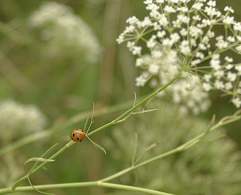 Lady Bird and flover, flover, bug, fields, lady bird, nature HD wallpaper
