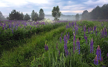 Lupine Meadow, lupines, mist, meadow, morning HD wallpaper