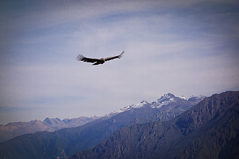Animals, Sky, Rocks, Bird, Flight, Wings, Eagle HD wallpaper