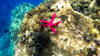 Purple Starfish, Stella Serpente, Ophidiaster, Ophidianus HD wallpaper