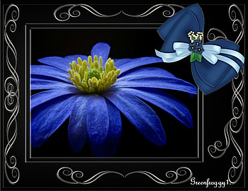 BLUE DAISY, FLOWER, PRETTY, DAISY, BLUE HD wallpaper