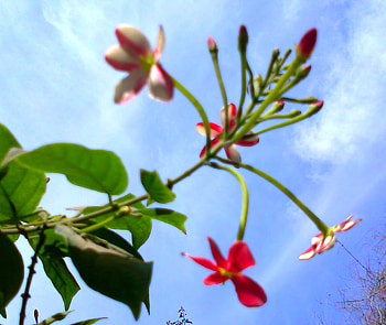 Flowers and sky, and sky, nature, flowers HD wallpaper