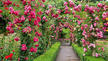 The Butchart- Gardens, path, summer, rose, pink, flower, green, trandafir, canada, the butchart gardens HD wallpaper