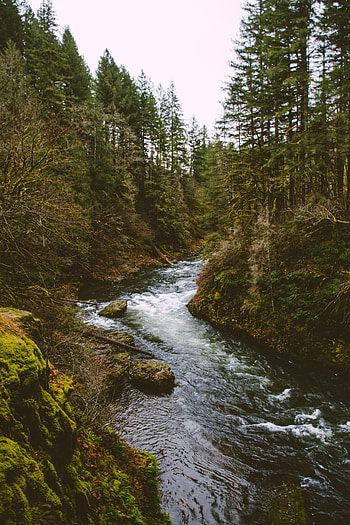 Nature, Rivers, Trees, Flow, Fir, Spruce, Stream HD phone wallpaper