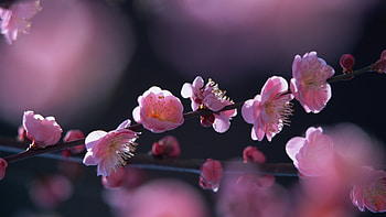 Plants, Flowers HD wallpaper