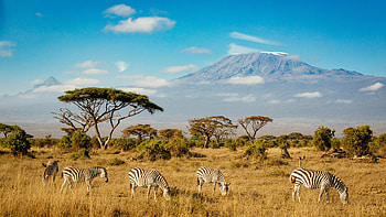 Mount Kilimanjaro, Zebras in Amboseli National Park, Southern Kenya HD wallpaper