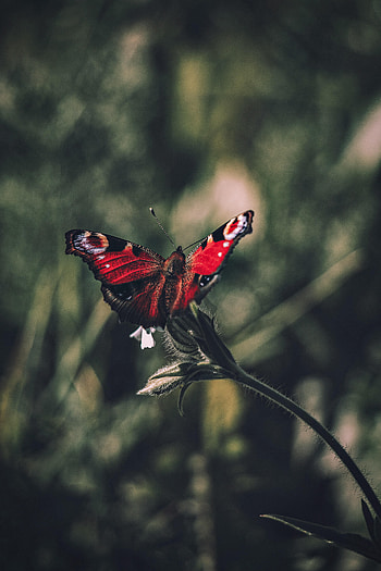 Animals, Butterfly, Wings, Focus, Peacock Eye, Peacock's Eye HD phone wallpaper