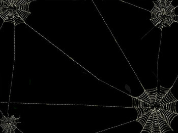 CAUGHT YOU, web, spooky, spider, insect HD wallpaper