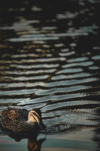 Animals, Water, Bird, Ripples, Ripple, Duck HD phone wallpaper