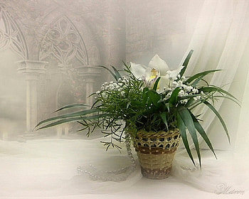 Still Life ღ, elegant, still life, old, white, decoration, new, fresh, harmony HD wallpaper