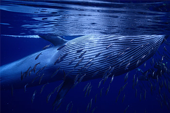 Biggest whales in the world, Whale weight, Oceanic giants, Marine mammal facts HD wallpaper