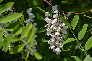 Black locust tree, Horse poisoning, Symptoms and causes, Recovery management HD wallpaper