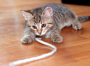 Playing cat, cats, kitties HD wallpaper