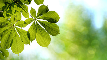 Chestnut tree, Middo HD wallpaper