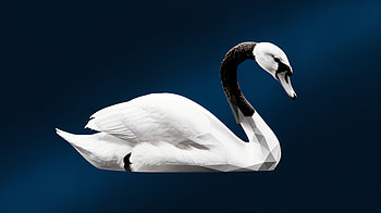 Elegant Trumpeter Swan - Stunning Ultra, Trumpeter swan, swan, low poly, sculpture, bird HD wallpaper