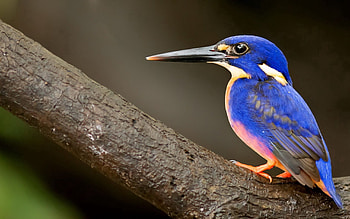 Animals, Bird, Beak, Kingfisher HD wallpaper
