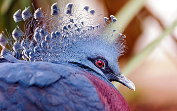 Goura Victoria, blue, feather, victoria crowned pigeon, bird, red eye, pasare, fan HD wallpaper