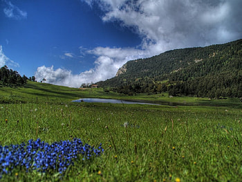 Lestany floretes, purple, grass, flowers HD wallpaper