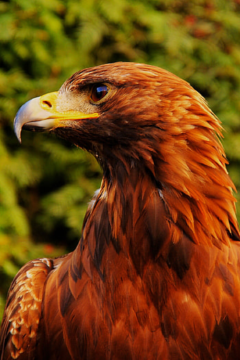 Breathtaking eagle ry, Stunning collection, Powerful creatures, Magnificent birds HD phone wallpaper