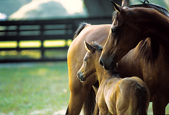 Staying close, horses, mare, love, fence, mother, grass, pasture, foul HD wallpaper