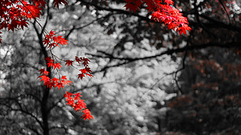 trees, Red plants, Winter snow, Autumn vibes HD wallpaper