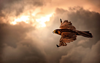 Animals, Sky, Clouds, Bird, Overcast, Mainly Cloudy, Hawk HD wallpaper