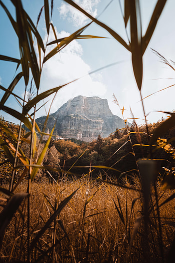 Nature, Grass, Bush, Mountain HD phone wallpaper