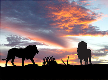 Lions Africa Silhouette Sunset, lions, lion, animals, silhouette, sunset, nature HD wallpaper