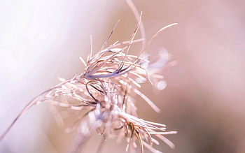 Grass, Background, Macro, Light, Light Coloured HD wallpaper
