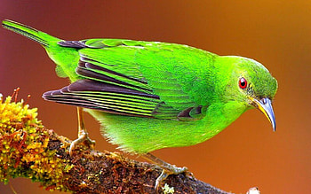 Animals, Bright, Bird, Sit, Branch, Color HD wallpaper