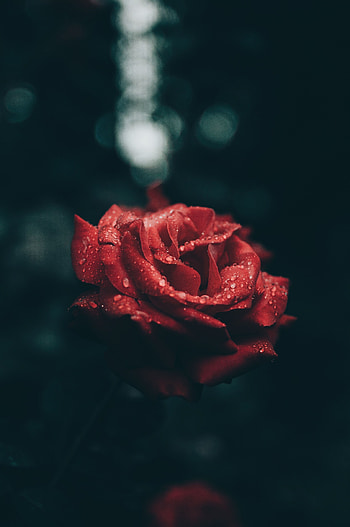 Flowers, Drops, Rose Flower, Rose, Petals, Bud HD phone wallpaper