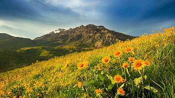 Spring flowers on Squaw Peak, Utah, sunflowers, blossoms, clouds, sky, mountains, usa HD wallpaper