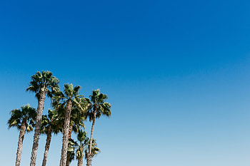 Nature, Sky, Palms, Summer, Wood, Tree HD wallpaper