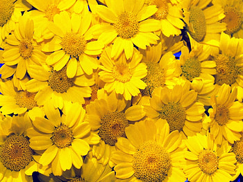 Flowers, Background, Garden, Coleostephus, Coleostefes HD wallpaper