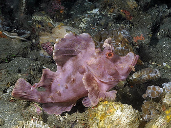 RHINOPIAS FISH, pink, sealife, underwater, fish, ocean HD wallpaper