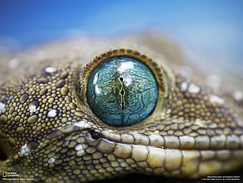 Gecko, Animal HD wallpaper