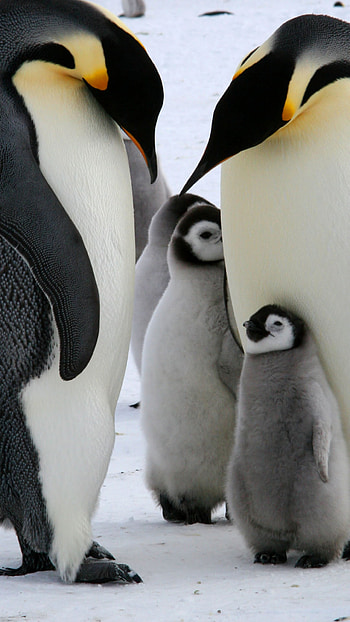 Cute and beautiful penguin , mobile & tablet, Stunning visuals, Penguin appreciation HD phone wallpaper