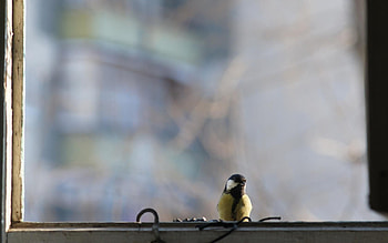 Animals, Bird, Glass, Window, Tit, Titica HD wallpaper
