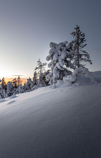 Winter, Nature, Trees, Sunset, Snow, Snow Covered, Snowbound, Drifts HD phone wallpaper