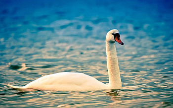 Animals, Water, Bird, Ripples, Ripple, Swan, Neck HD wallpaper