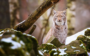 Lynx, , High-definition , Nature's beauty HD wallpaper