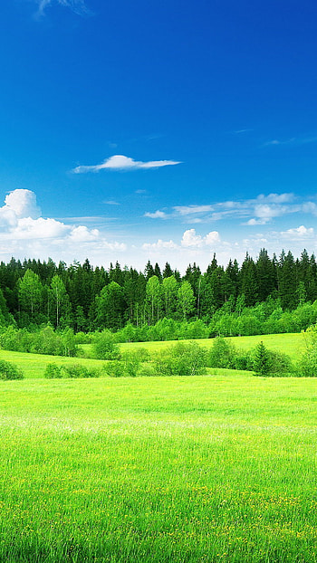 Open Field HD phone wallpaper